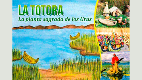 La Totora, la planta sagrada de los Urus
